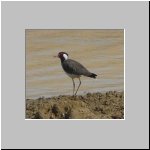 Red-wattled lapwing.jpg